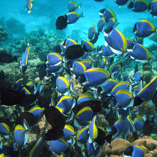 Life in the Indian Ocean