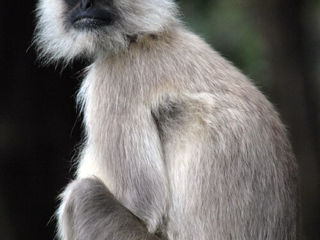 Northern plains gray langur