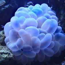 Marine Life of Kiribati's Coral Reefs