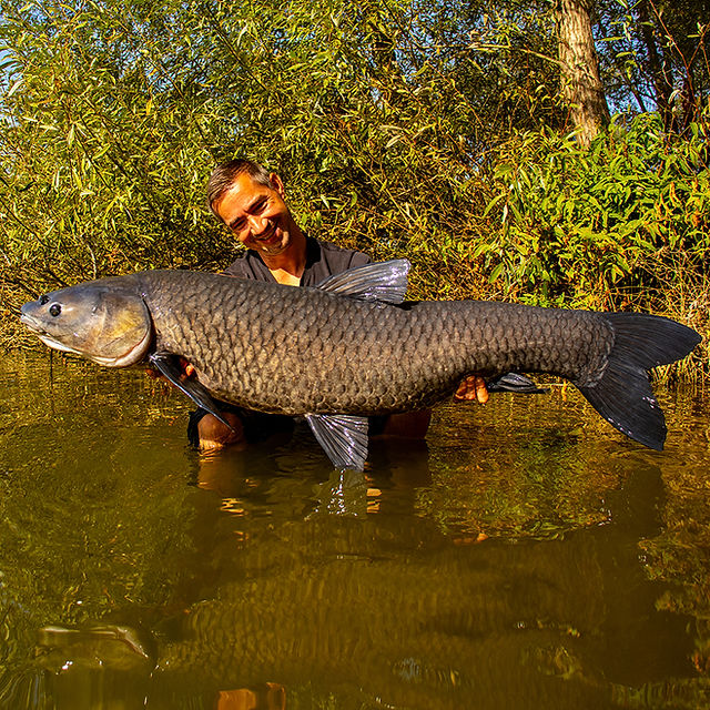 Schwarzer Amur Sito Baits