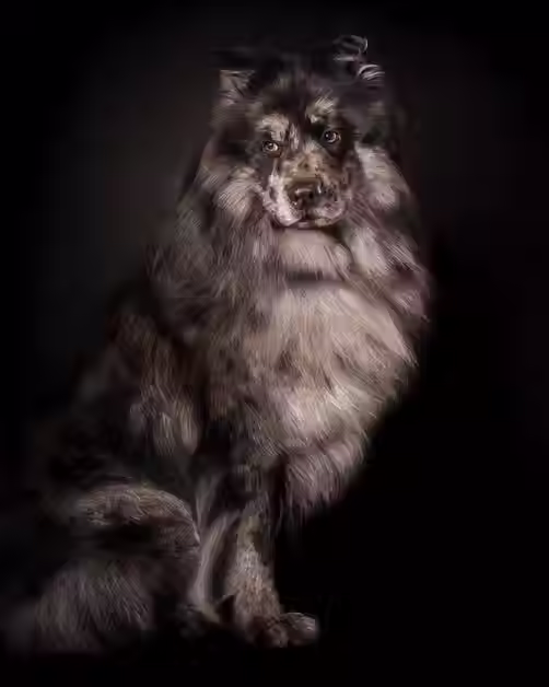 Ein Pudel-Spitz-Mix mit grau-schwarzem Fell. Der Hund sitzt seitlich und schaut zur Seite. Der Hintergrund ist dunkel.