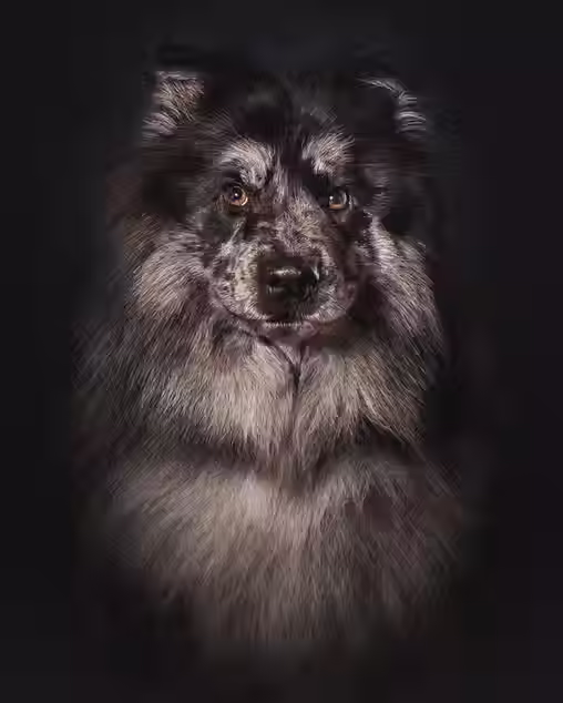 Ein Pudel-Spitz-Mix mit grau-schwarzem Fell. Der Hund schaut in die Kamera. Der Hintergrund ist dunkel.