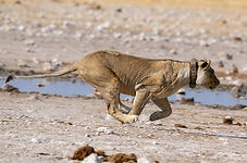 Löwin im Sprint.jpg
