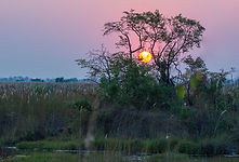 Sonnenaufgang Khwai.jpg