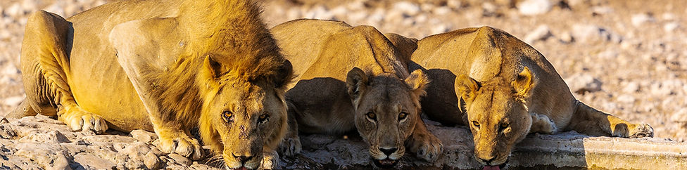 drei Löwen am Wasserloch.jpg