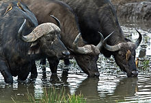 Wasserbüffel.jpg