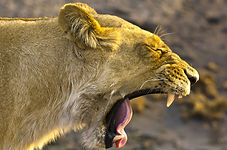 Löwe gähnt.jpg