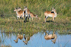 Wasserböcke Spieglungen.jpg