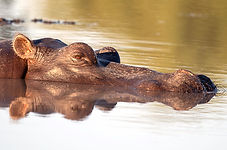 Hippo kopf.jpg