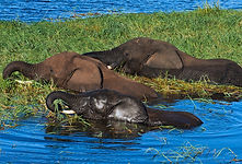 drei Elis im Wasser.jpg