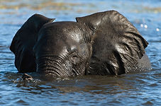 Ein Eli im Wasser.jpg