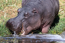 Hippo.jpg