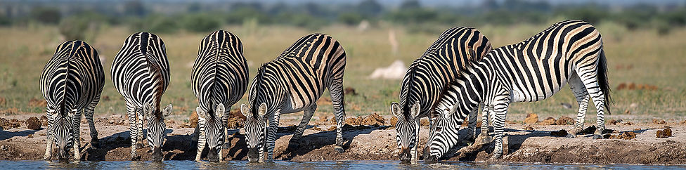 Zebras am Wasserloch.jpg