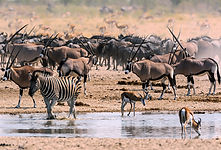 viele Tiere am Wasserloch.jpg