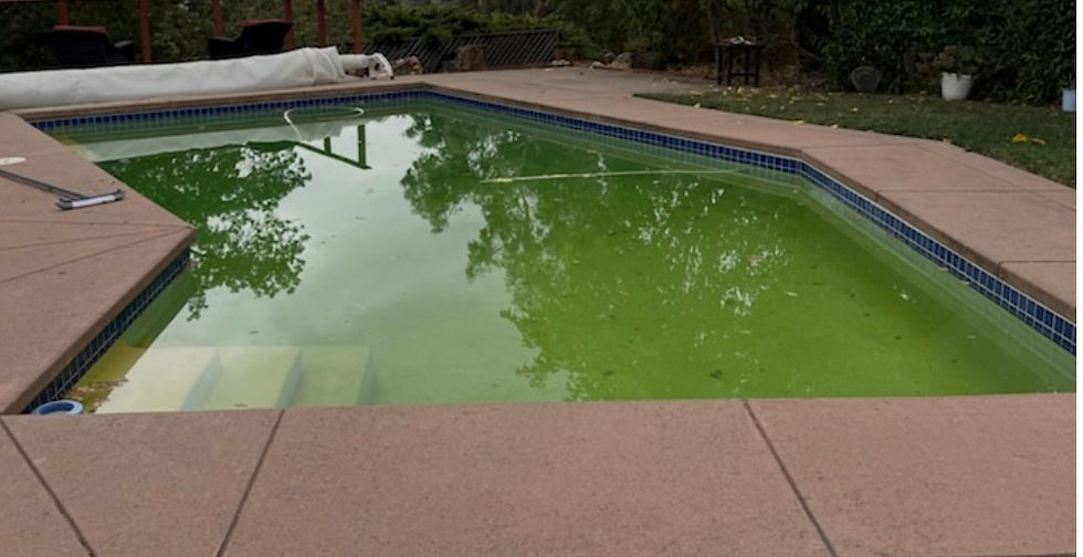 Pool with green algae water