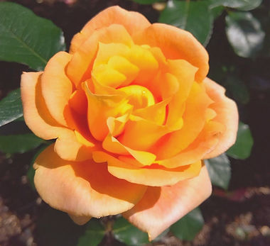 MicrosoftTeams-image (13)_edited_edited.jpg