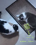 ―猫と。vol.3―