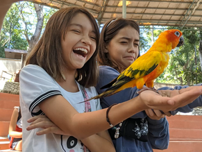 German Primary's bittersweet Year-Ender