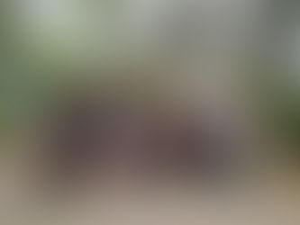 Exploring Biodiversity and Battling Pollution: A Day at the Las Piñas-Parañaque Wetland Park with Grade 10E