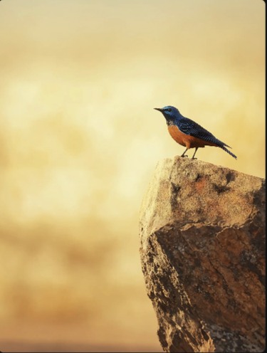 Bird on a textured rock