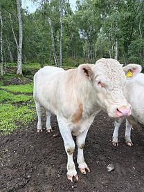 Bull no10.jpg