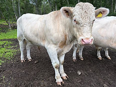 Bull no10 3.jpg