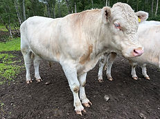 Bull no10 2.jpg