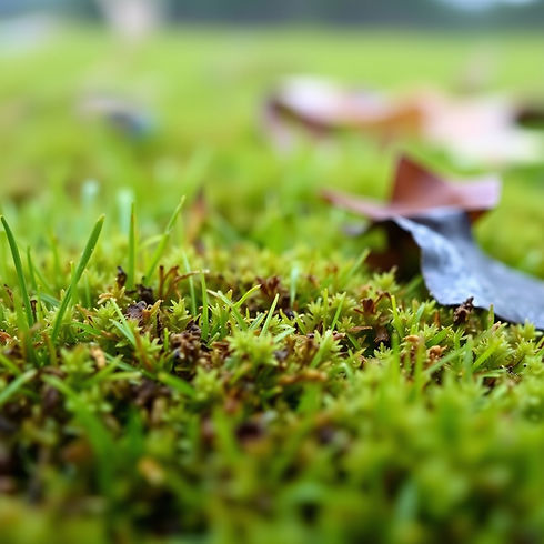 moss treatment removal services ely haddenham