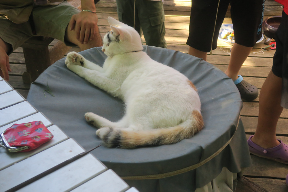 ２０１９ベーゴマ大会８月５日４時