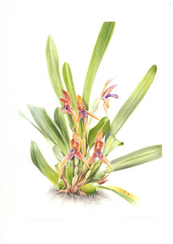 Maxillaria meleagris