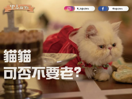 5個情況老是常出現,因為「老貓失智」?