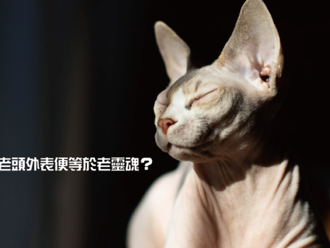 無毛貓──老頭外表便等於老靈魂?