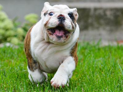 Breed Spotlight: English Bulldog