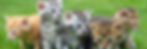 CatBG7.jpeg