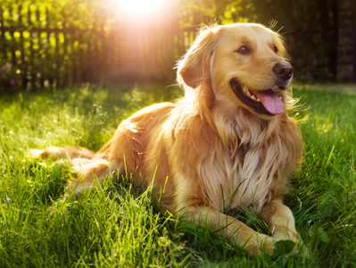Breed Spotlight: Golden Retriever