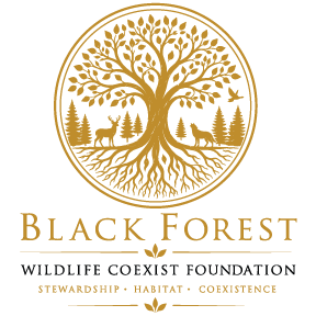 BFW-Logo.png