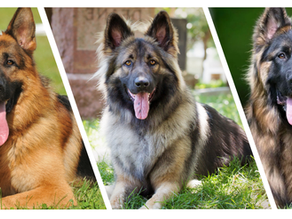 Left: German Shepherd | Center: Shiloh Shepherd | Right: King Shepherd