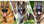 Left: German Shepherd | Center: Shiloh Shepherd | Right: King Shepherd