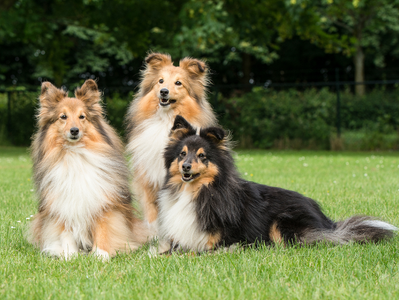 Breed Spotlight: Shetland Sheepdog