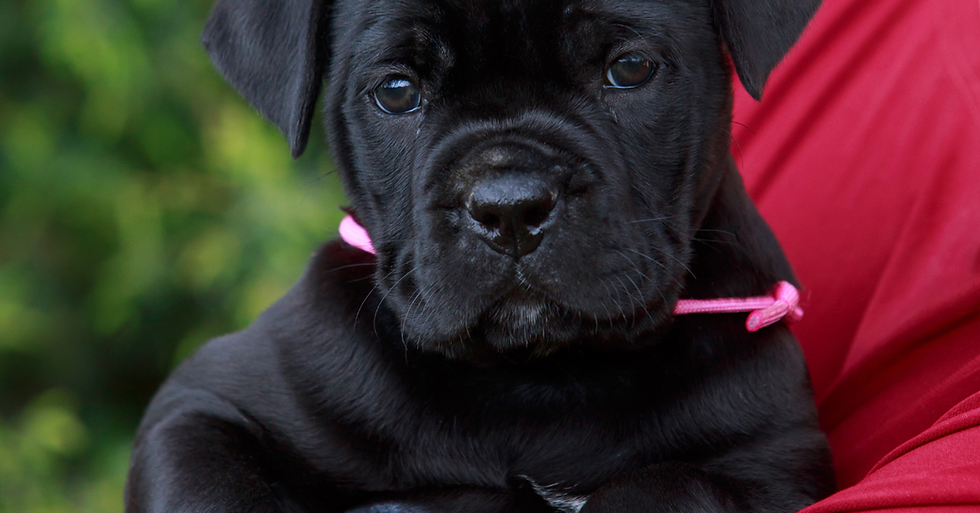 Cane Corso