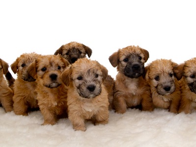 Breed Spotlight: Glen of Imaal Terrier