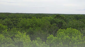 Black Forest Wildlife Preserve: Protecting Delaware’s Wild Heart