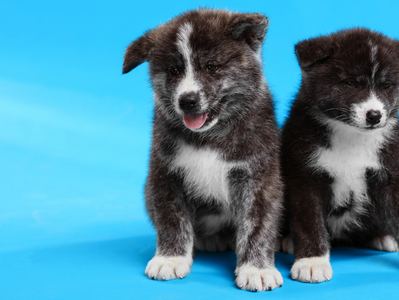 Breed Spotlight: Japanese Akitainu