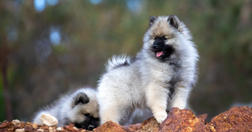 Keeshond