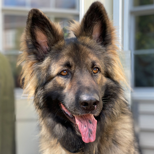 Shiloh Shepherd