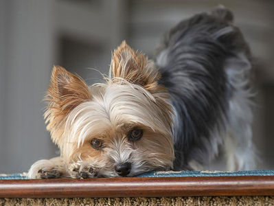 Breed Spotlight: Yorkshire Terrier