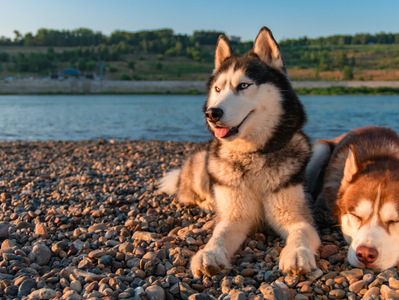 Breed Spotlight: Siberian Husky