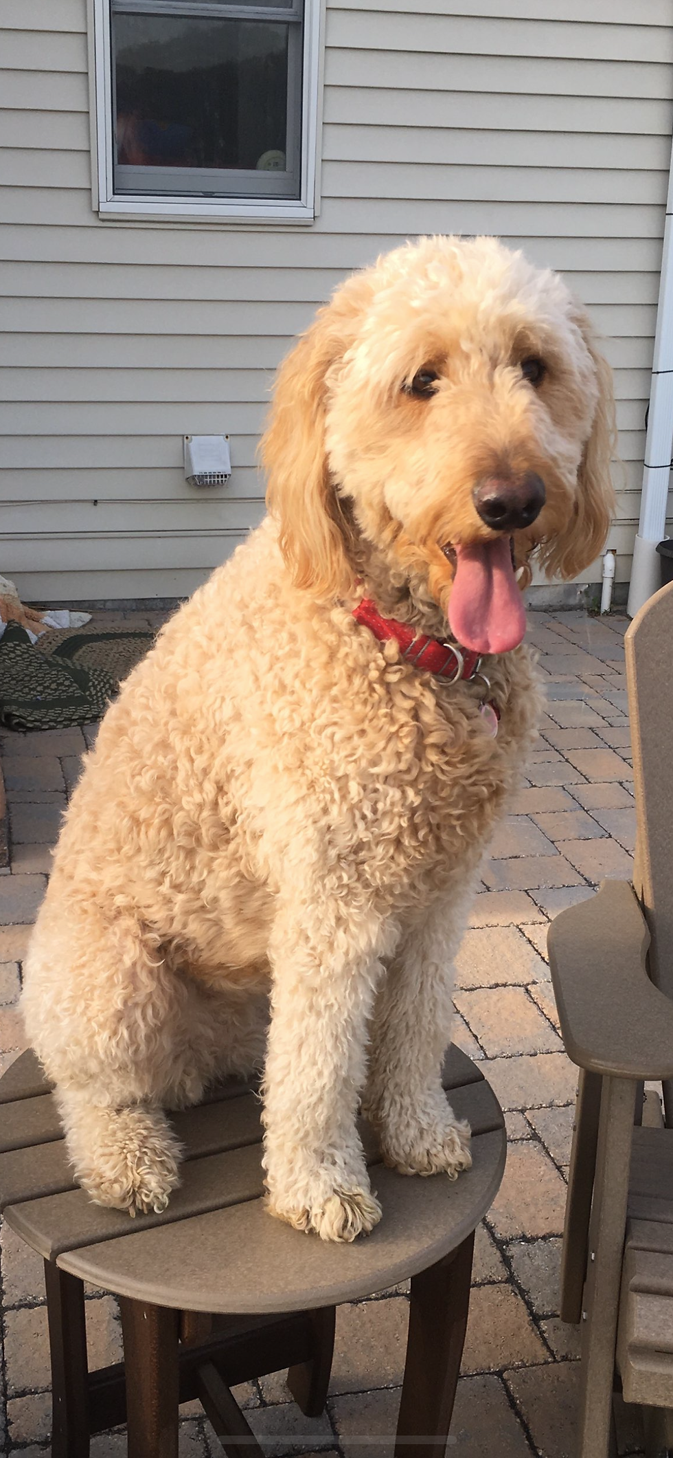 Dog sitting on stool waiting for grooming