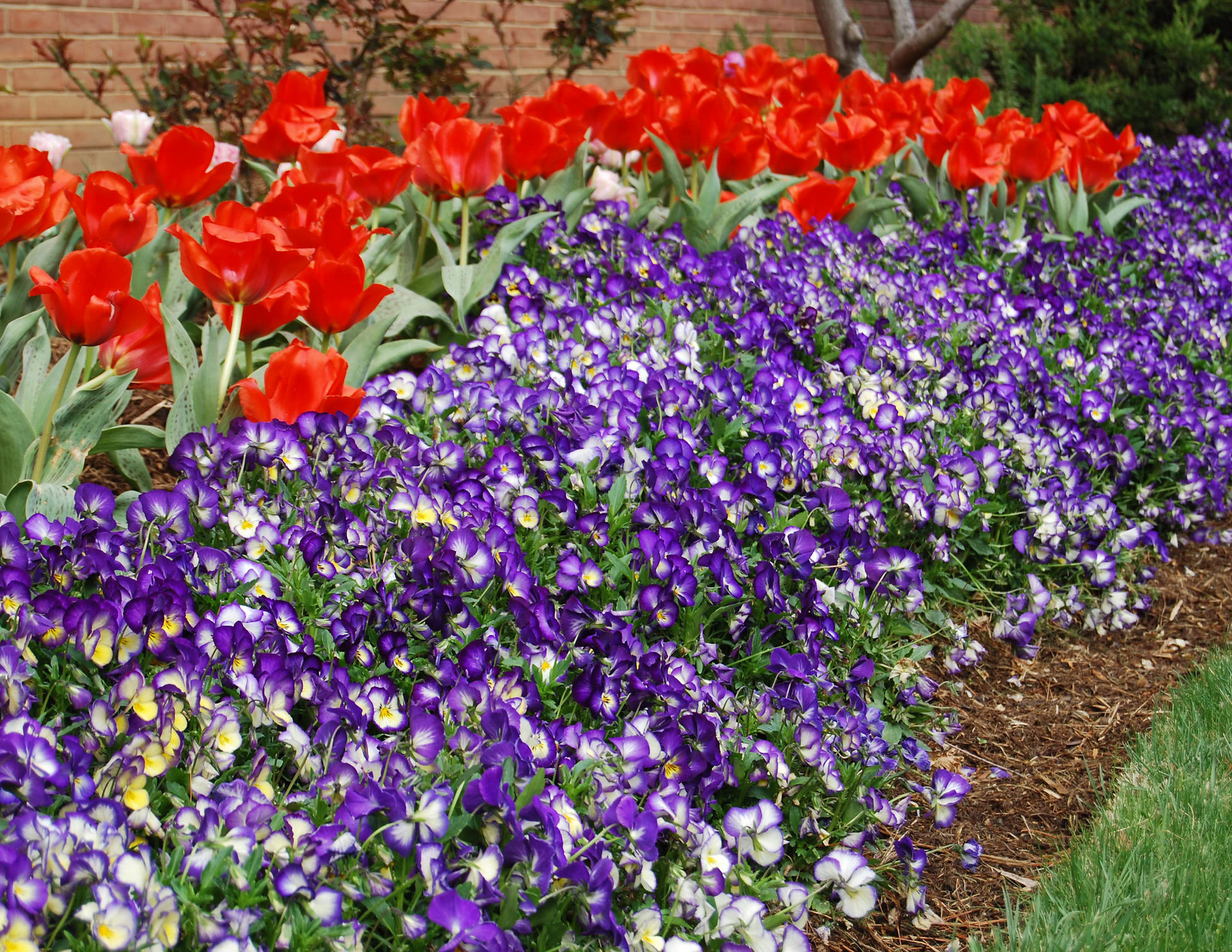 Pansies and Bulbs