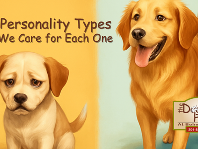 Dog Personality Types & How We Care for Each One